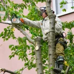 Partnering with Excellence Tree Service in Tampa by Panorama Tree Care