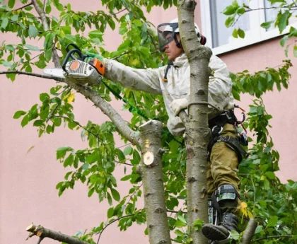 Partnering with Excellence Tree Service in Tampa by Panorama Tree Care