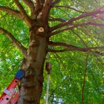 Tree Rescue: Emergency Tree Services at Your Disposal