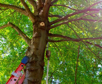 Tree Rescue: Emergency Tree Services at Your Disposal